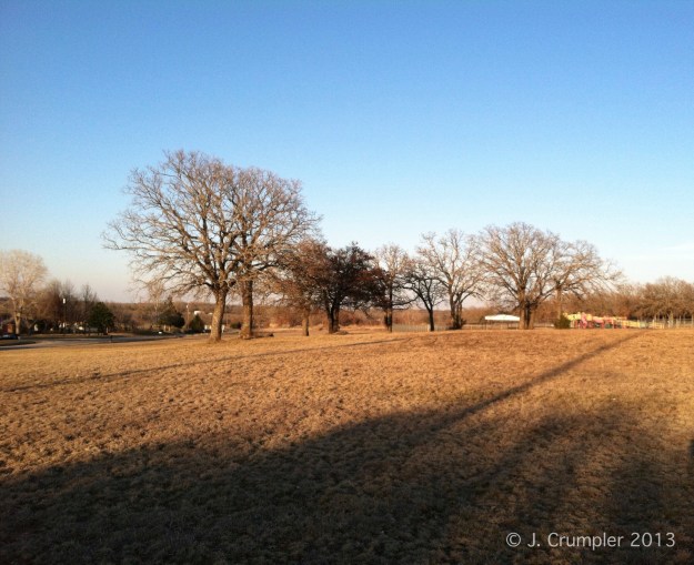 A dozen lonely Post Oaks are all that remains of this former savanna.  Two Eastern Redcedar (Juniperus virginiana) trees remind us that with their presence, there is absolutely a lack of fire.