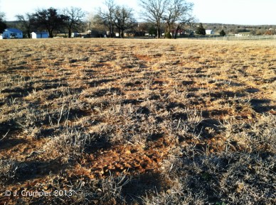 A closer look at how close mowing has decreased the vigor and coverage of perennial bunchgrasses. The increase in patchy bare soil is a sign of degradation and a negative trend away from the historical plant community.