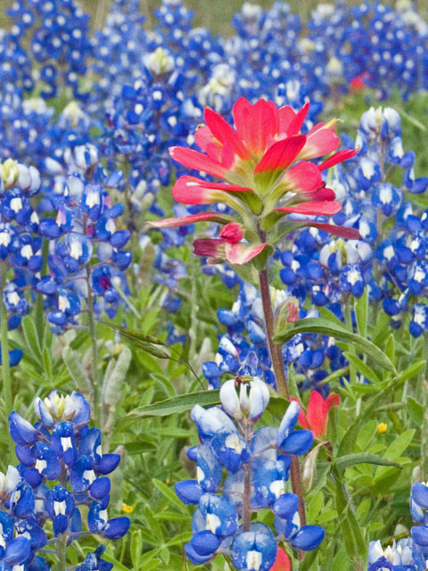 Photo Credit: Connie Merrill, Lady Bird Johnson Wildflower Center