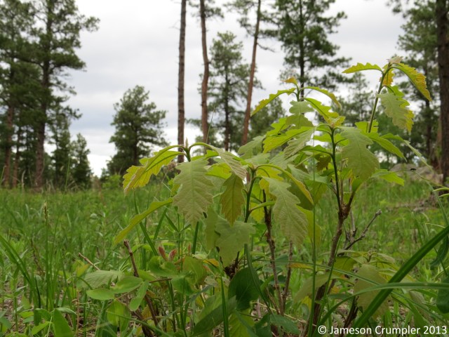 Bur Oak is one of the major competitors of Ponderosa Pine for sunlight, water, and space.
