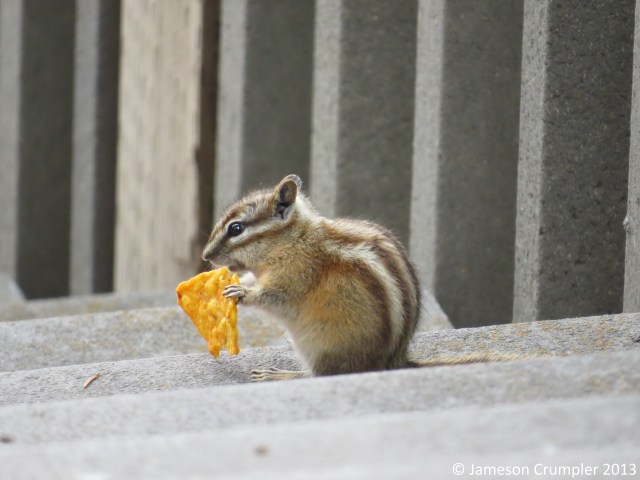 And then there was a Chipmunk who helped itself to a Nacho Cheese Dorito at a campground near Keystone, SD.